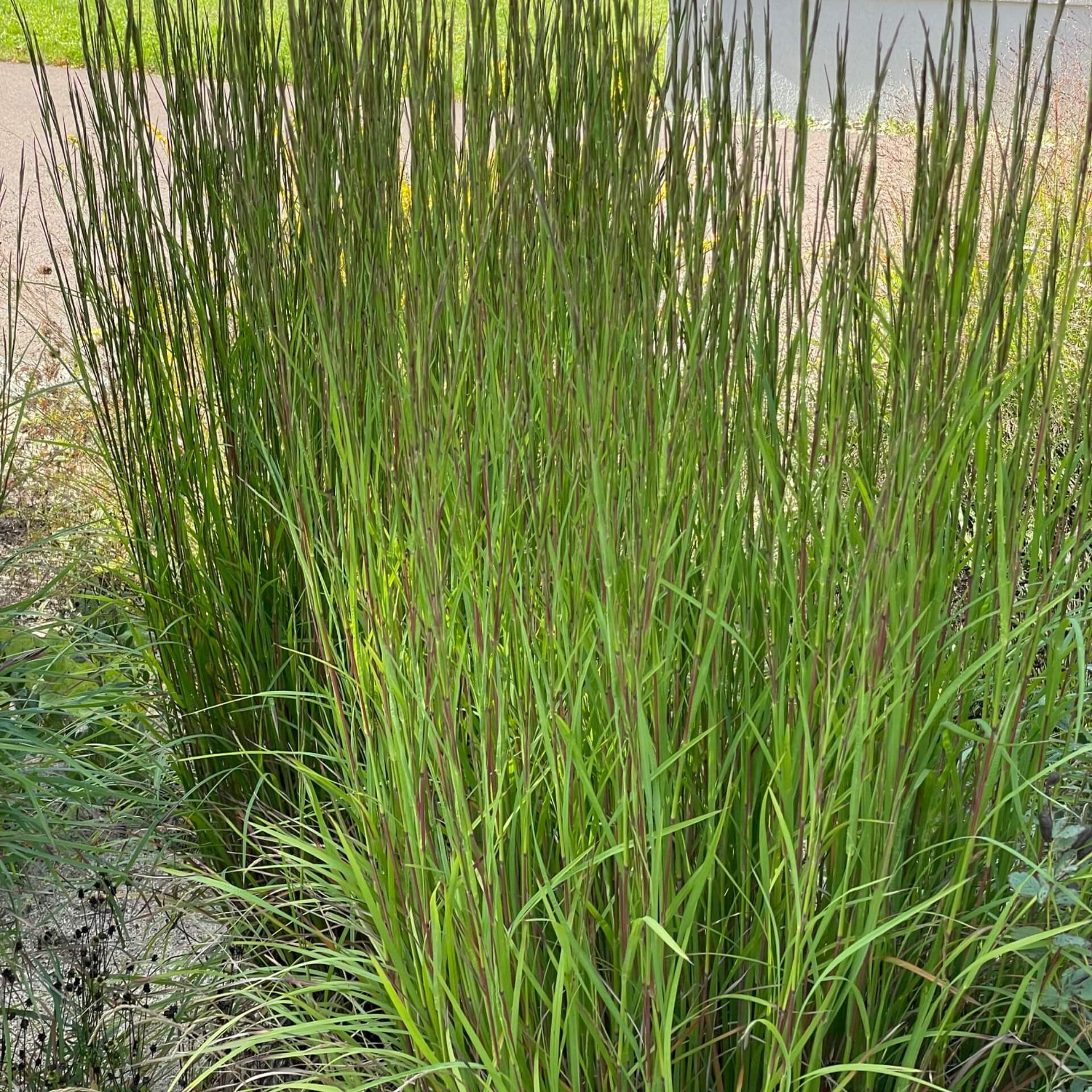 Präriegras 'Cairo' (Schizachyrium scoparium 'Cairo')