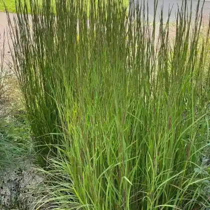 Foto von Präriegras 'Cairo' (Schizachyrium scoparium 'Cairo')