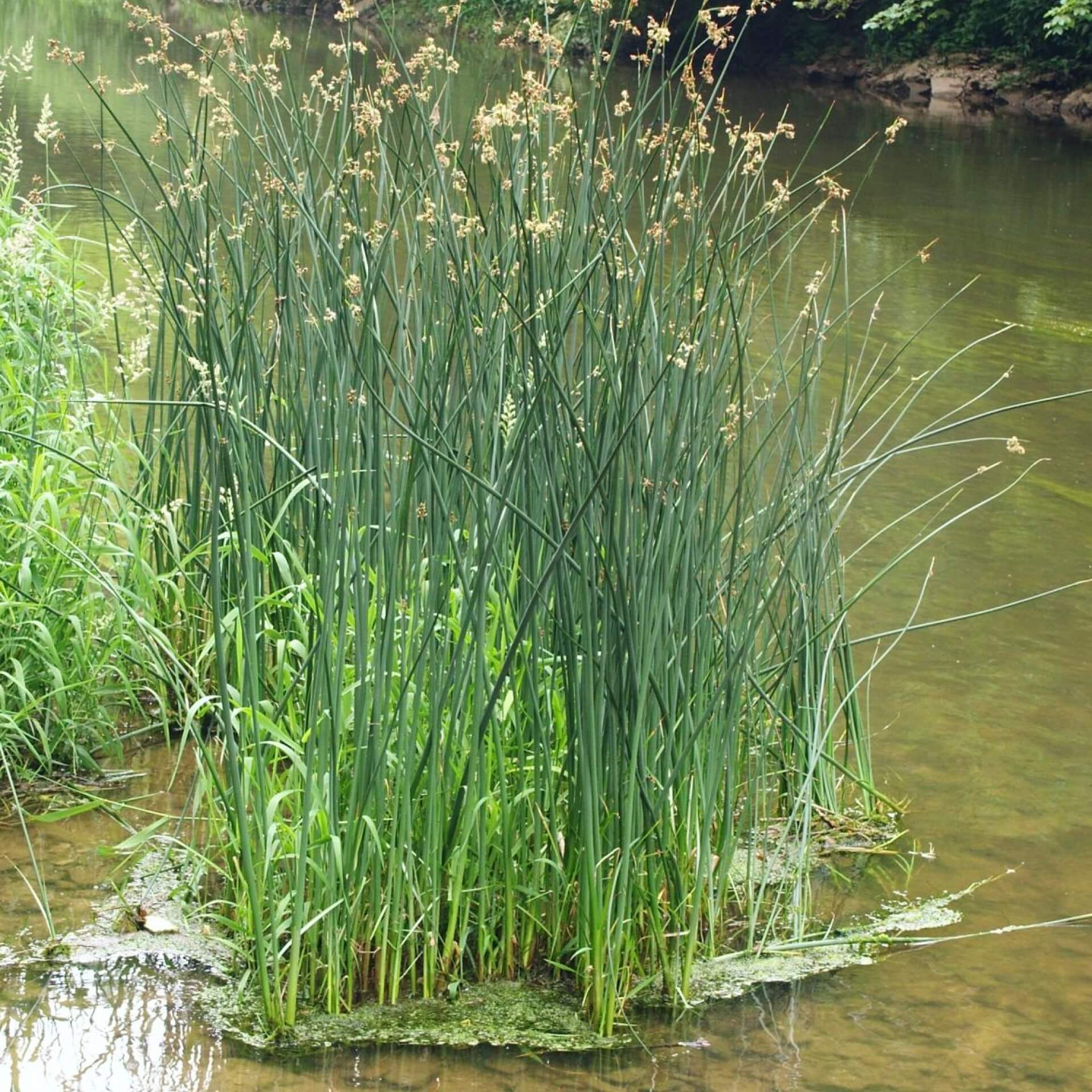 Gewöhnliche Teichbinse (Schoenoplectus lacustris)