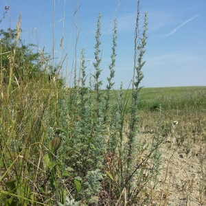 Artemisia pontica