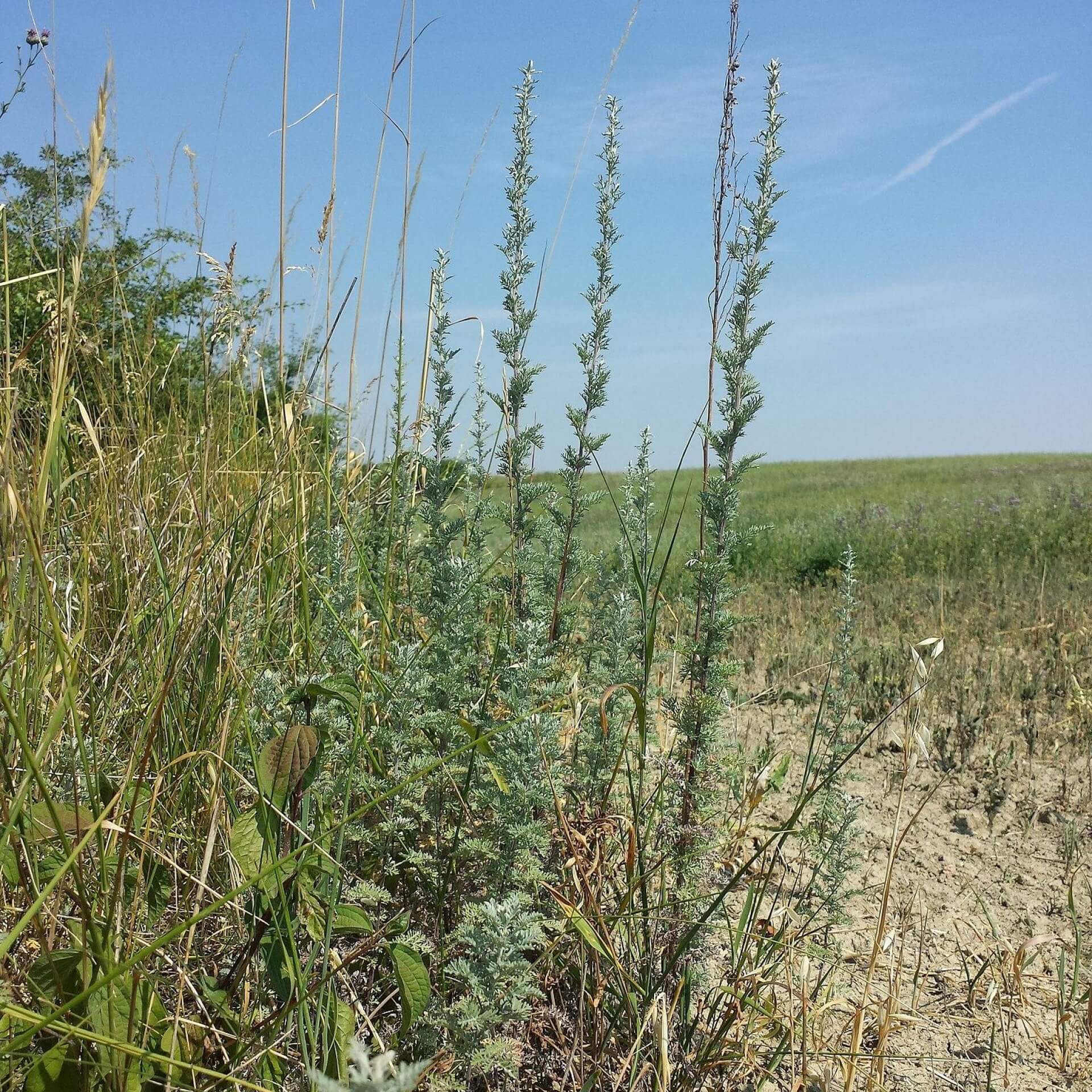 Pontischer Beifuß (Artemisia pontica)