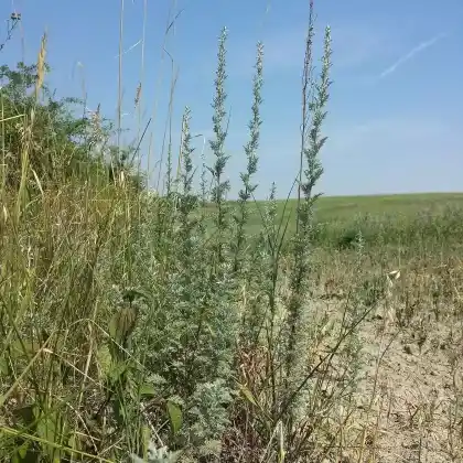 Foto von Pontischer Beifuß (Artemisia pontica)