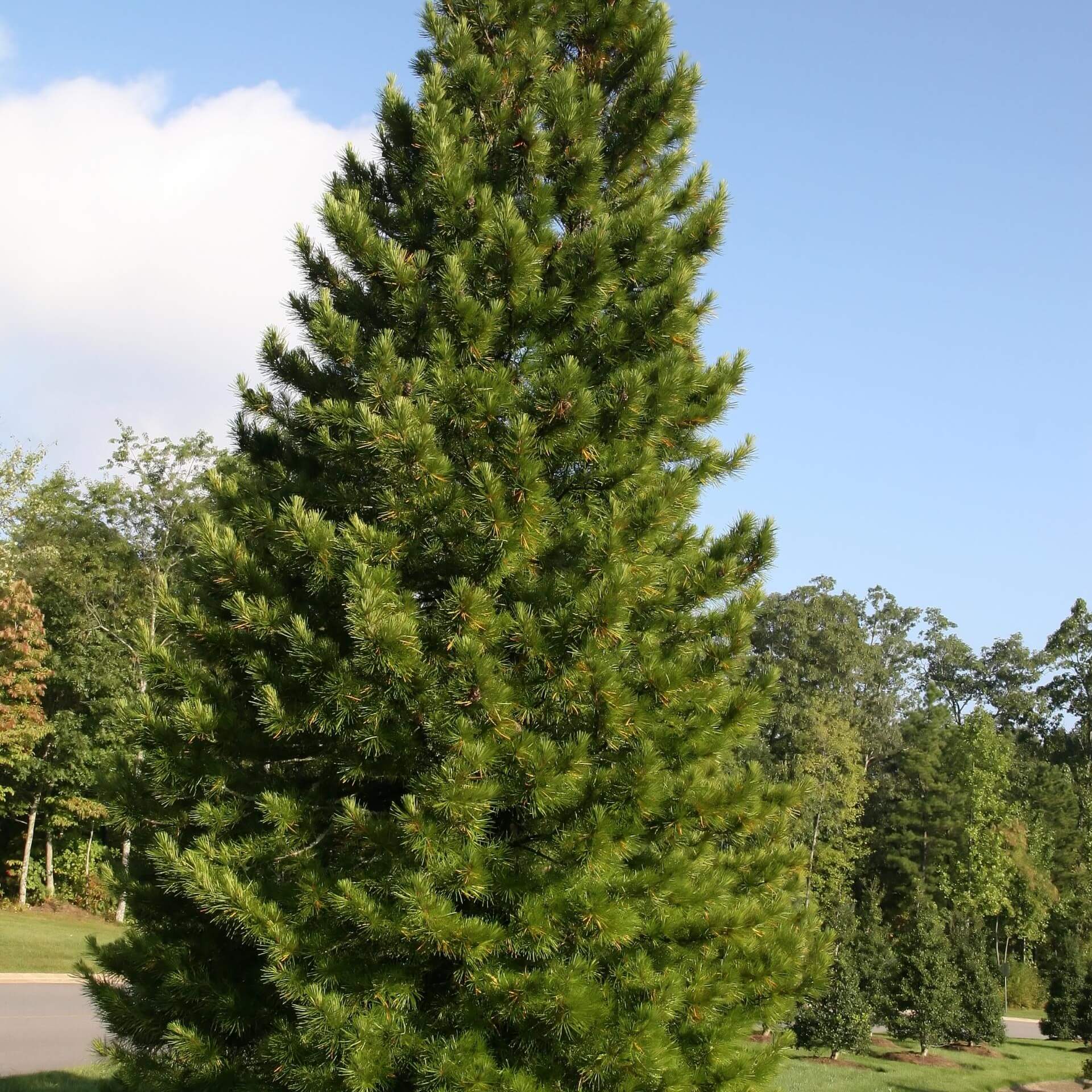 Schirmtanne (Sciadopitys verticillata)