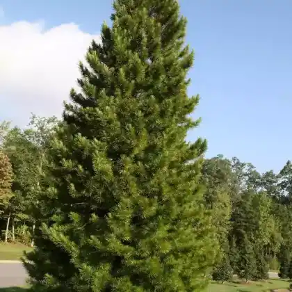 Foto von Schirmtanne (Sciadopitys verticillata)