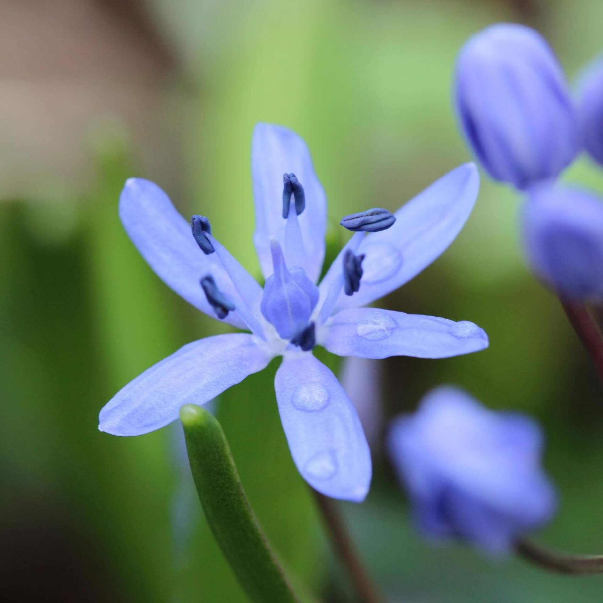 Bienenfreundliche frühblühende Blumenzwiebeln
