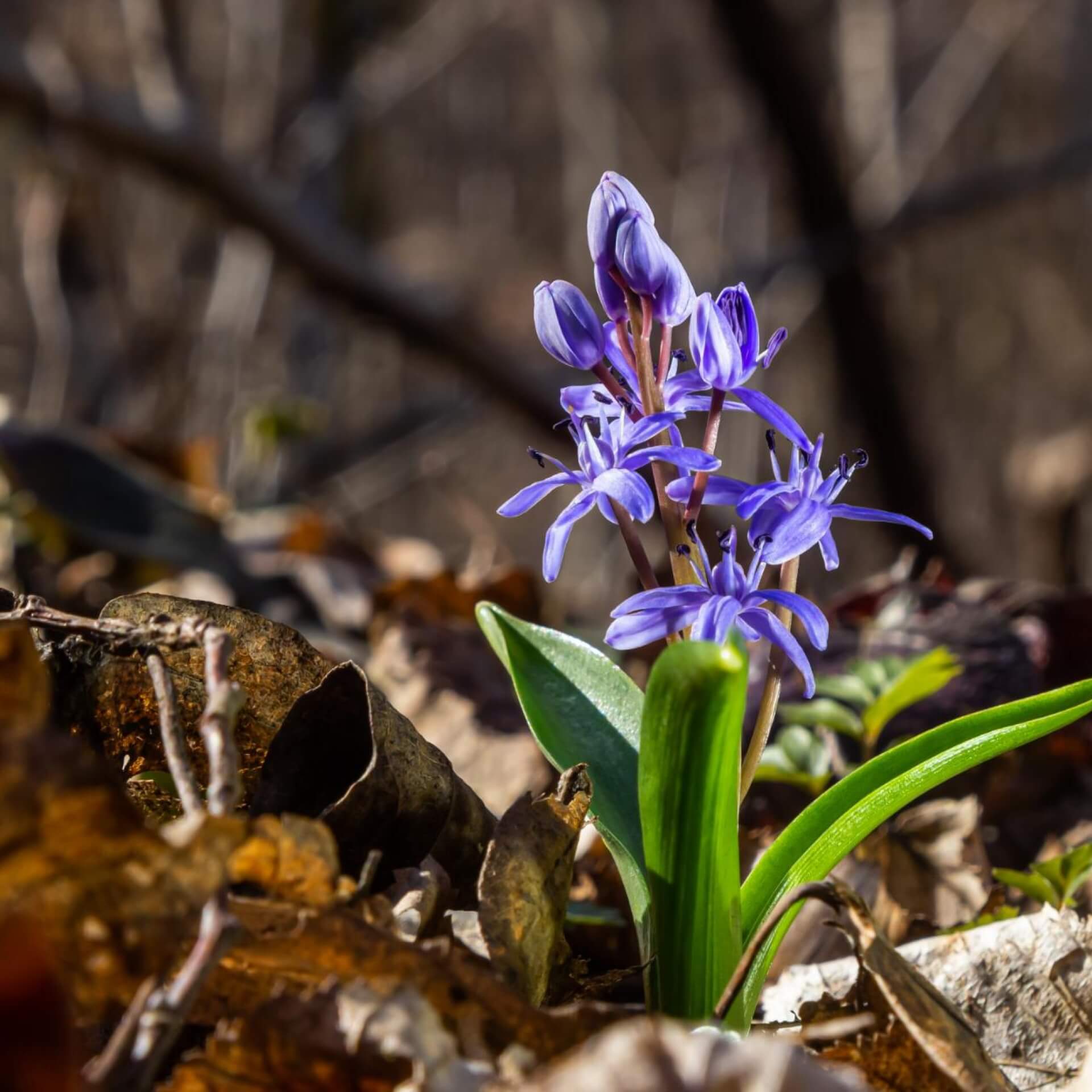 Zweiblättriger Blaustern (Scilla bifolia)