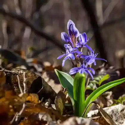 Foto von Zweiblättriger Blaustern (Scilla bifolia)