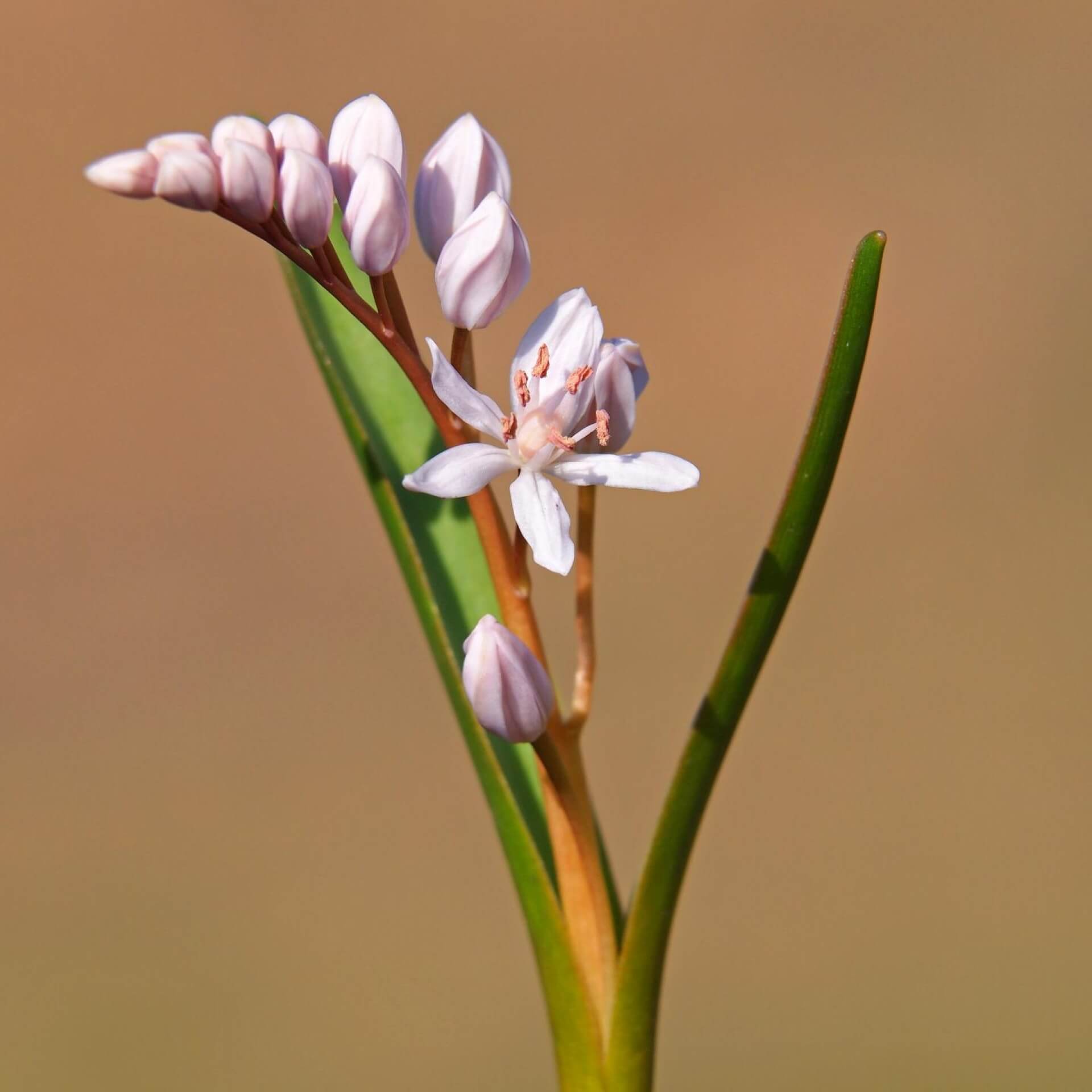 Zweiblättriger Blaustern 'Rosea' (Scilla bifolia 'Rosea')