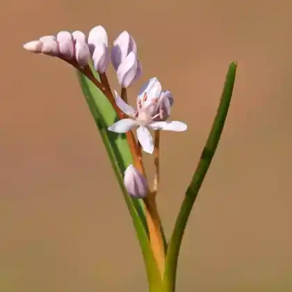 Foto von Zweiblättriger Blaustern 'Rosea' (Scilla bifolia 'Rosea')