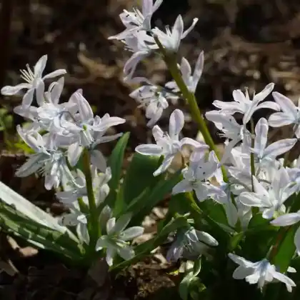 Foto von Kaukasischer Blaustern (Scilla mischtschenkoana)