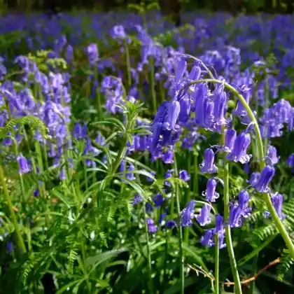 Foto von Hasenglöckchen (Scilla non-scripta)