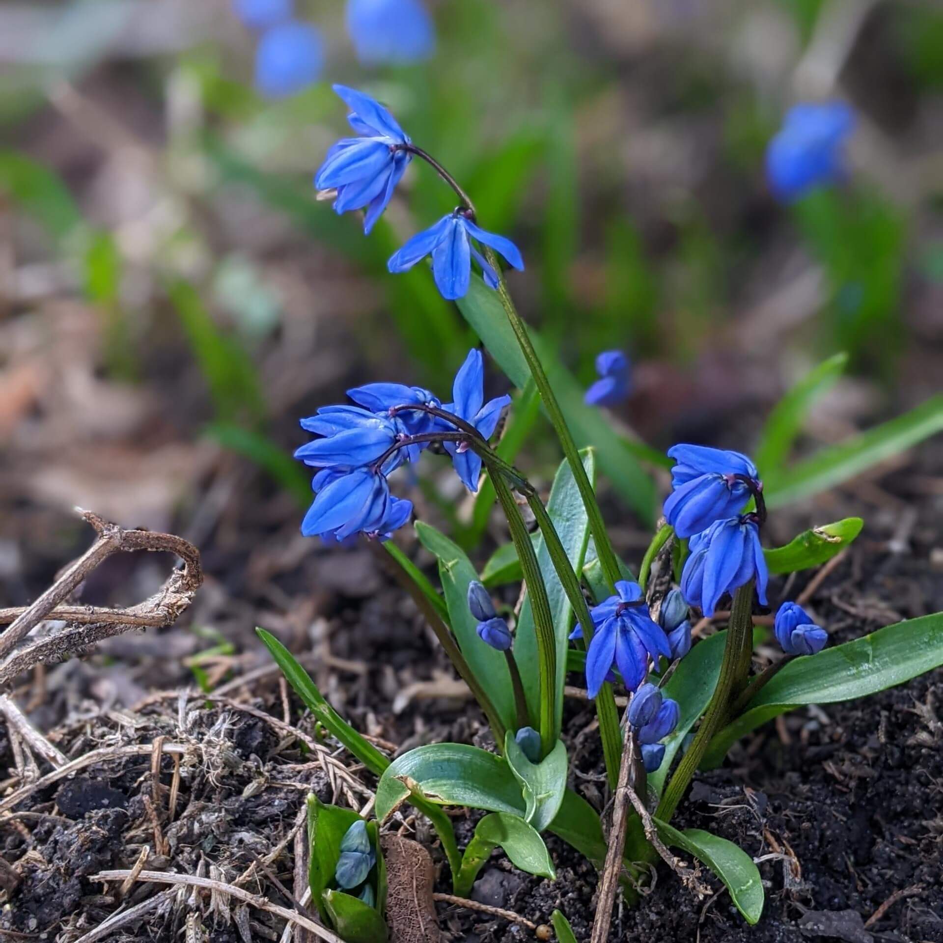 Sibirischer Blaustern (Scilla siberica)