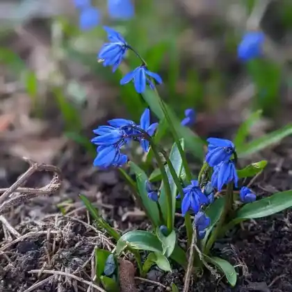 Foto von Sibirischer Blaustern (Scilla siberica)