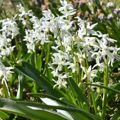 Foto von Sibirischer Blaustern 'Alba' (Scilla siberica 'Alba')