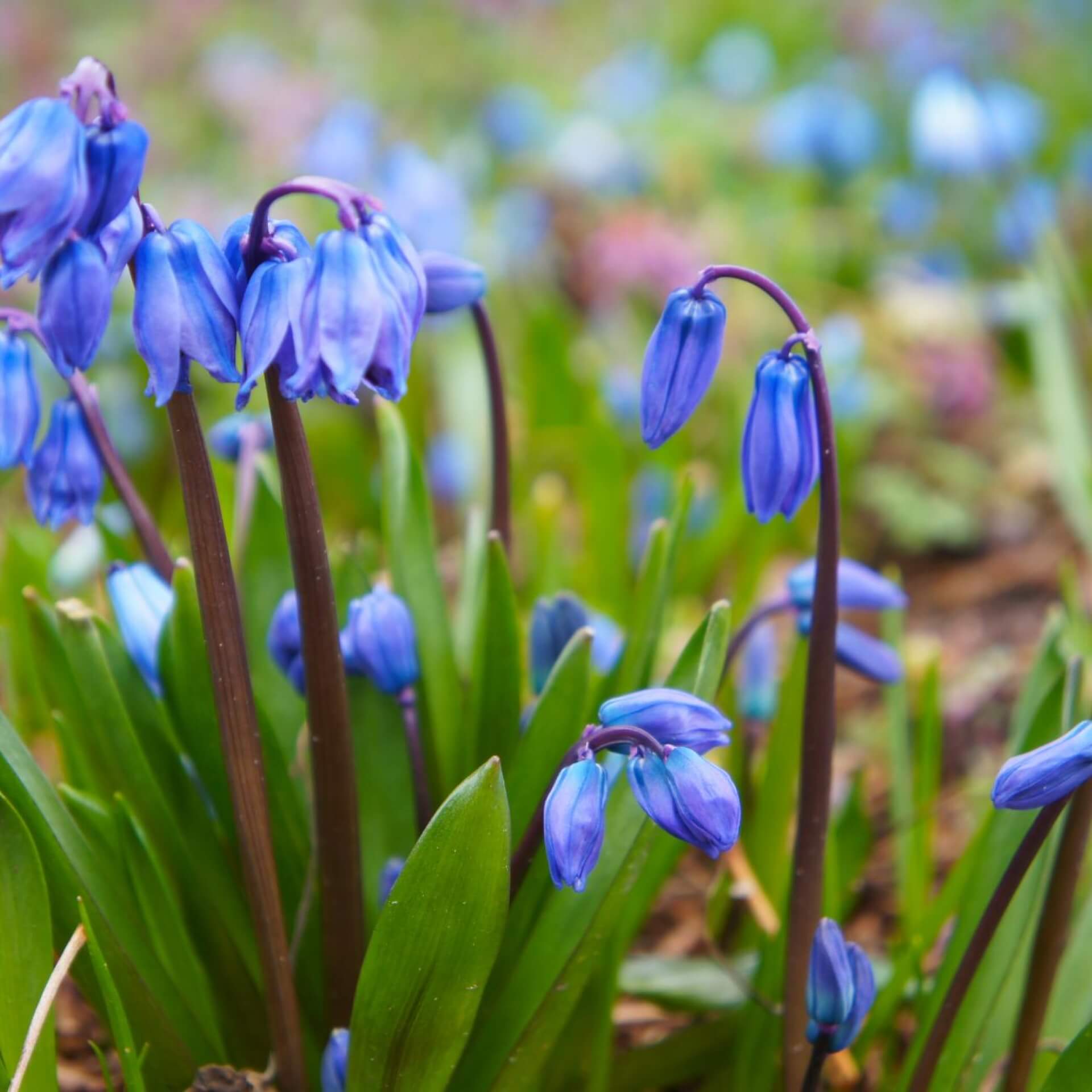 Sibirischer Blaustern 'Spring Beauty' (Scilla siberica 'Spring Beauty')