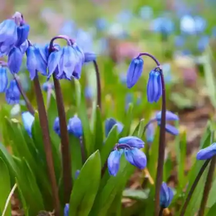 Foto von Sibirischer Blaustern 'Spring Beauty' (Scilla siberica 'Spring Beauty')