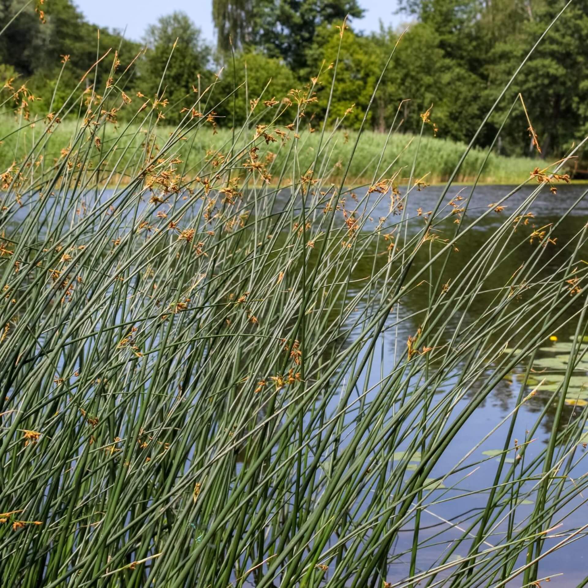 Gewöhnliche Teichbinse (Scirpus lacustris)