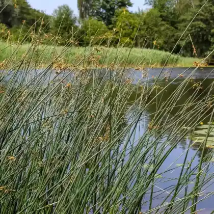 Foto von Gewöhnliche Teichbinse (Scirpus lacustris)