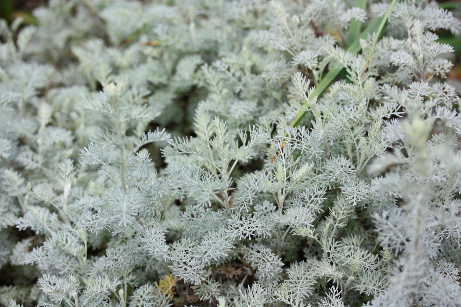 SalzsteppenWermut / Artemisia santonicum