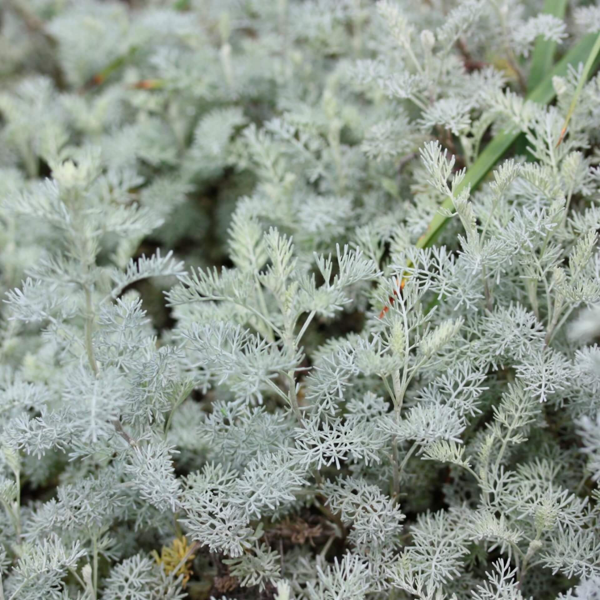 Salzsteppen-Wermut (Artemisia santonicum)