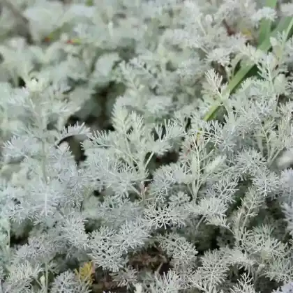 Foto von Salzsteppen-Wermut (Artemisia santonicum)