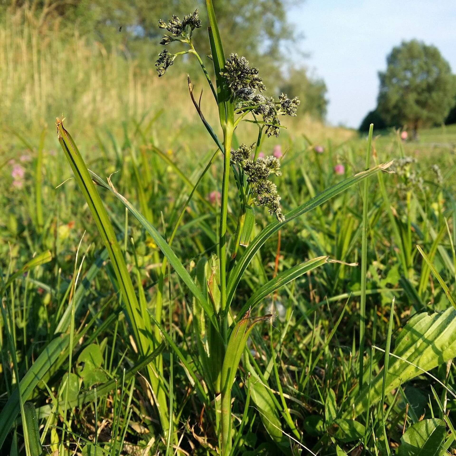 Wald-Simse (Scirpus sylvaticus)