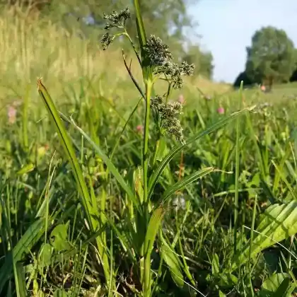Foto von Wald-Simse (Scirpus sylvaticus)