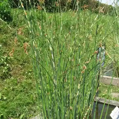 Foto von Zebra-Simse (Schoenoplectus tabernaemontani 'Zebrinus')