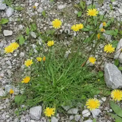 Foto von Herbst-Schuppenlöwenzahn (Scorzoneroides autumnalis)