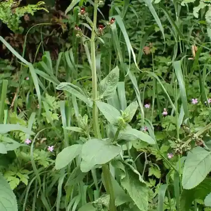 Foto von Wasser-Braunwurz (Scrophularia auriculata)
