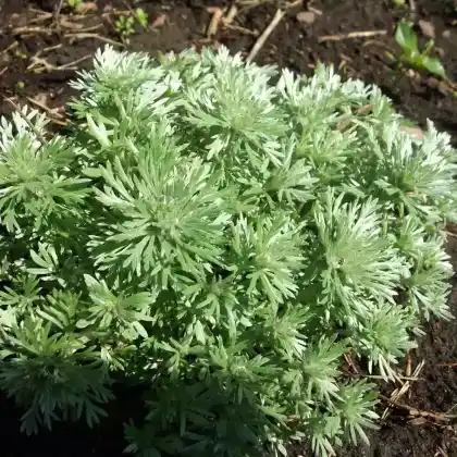 Foto von Zwerg-Silberraute 'Nana' (Artemisia schmidtiana 'Nana')