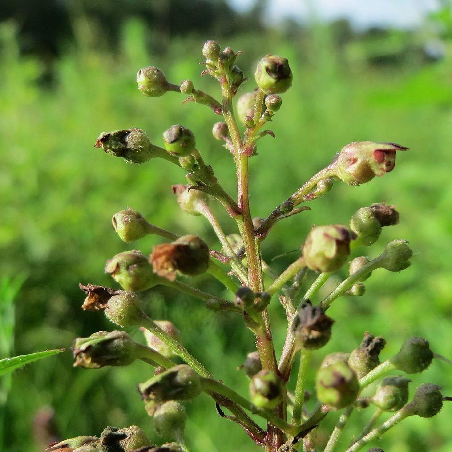 Knotige Braunwurz (Scrophularia nodosa)