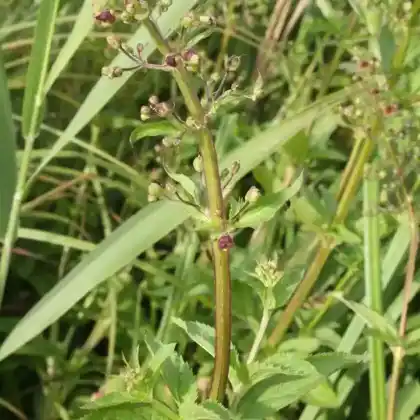 Foto von Flügel-Braunwurz (Scrophularia umbrosa)