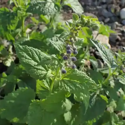 Foto von Hohes Helmkraut (Scutellaria altissima)