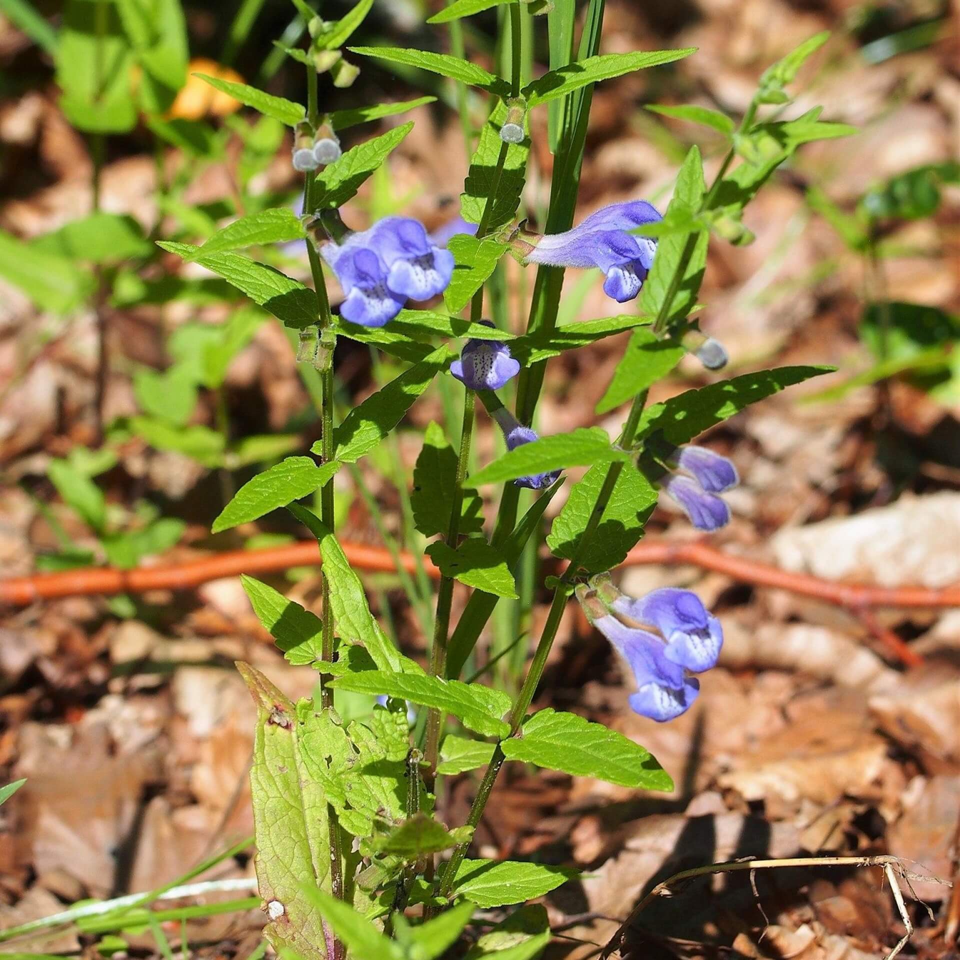 Sumpf-Helmkraut (Scutellaria galericulata)