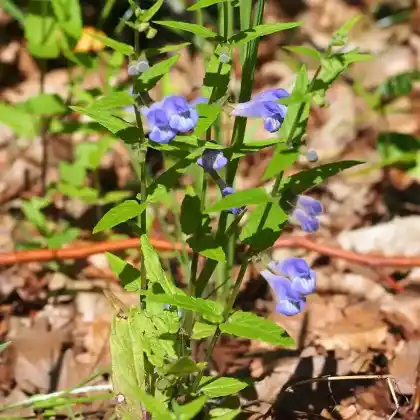 Foto von Sumpf-Helmkraut (Scutellaria galericulata)