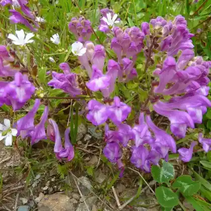 Foto von Schwarzmeer-Helmkraut (Scutellaria pontica)