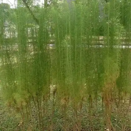 Foto von Besen-Beifuß (Artemisia scoparia)