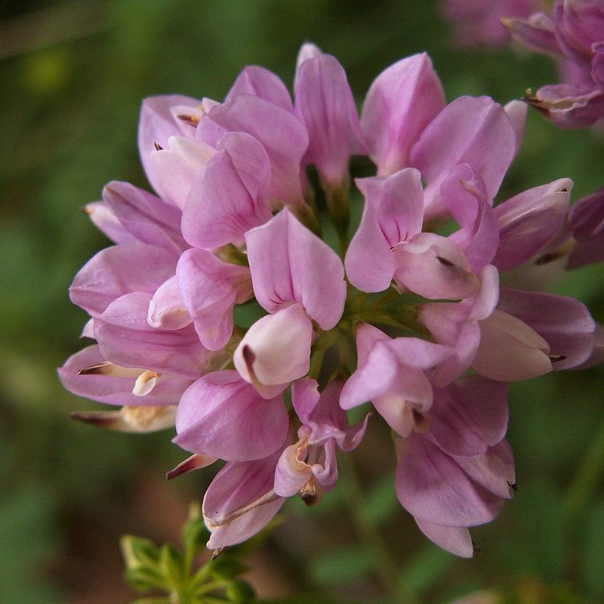 Bunte Kronwicke (Securigera varia)