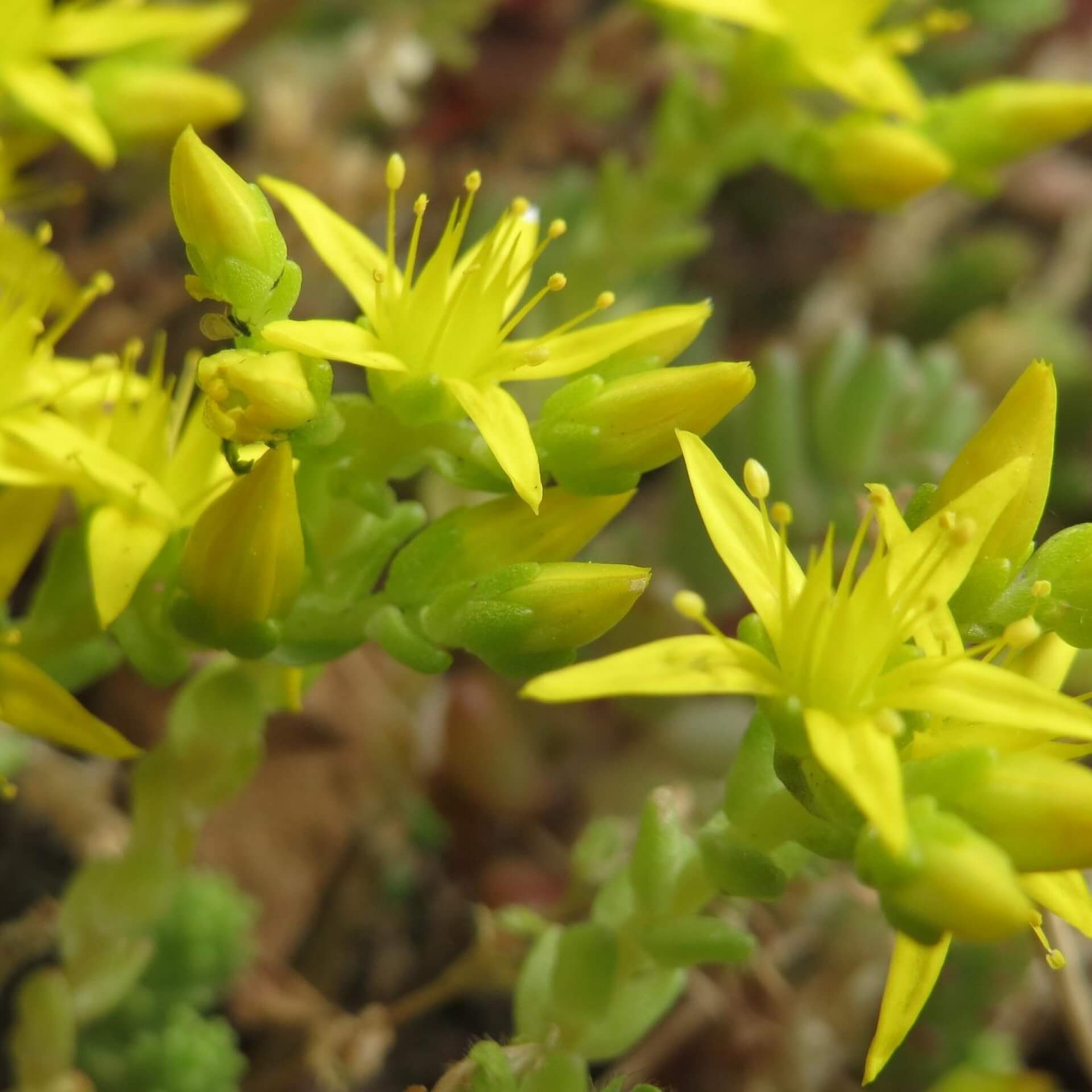 Scharfer Mauerpfeffer (Sedum acre)