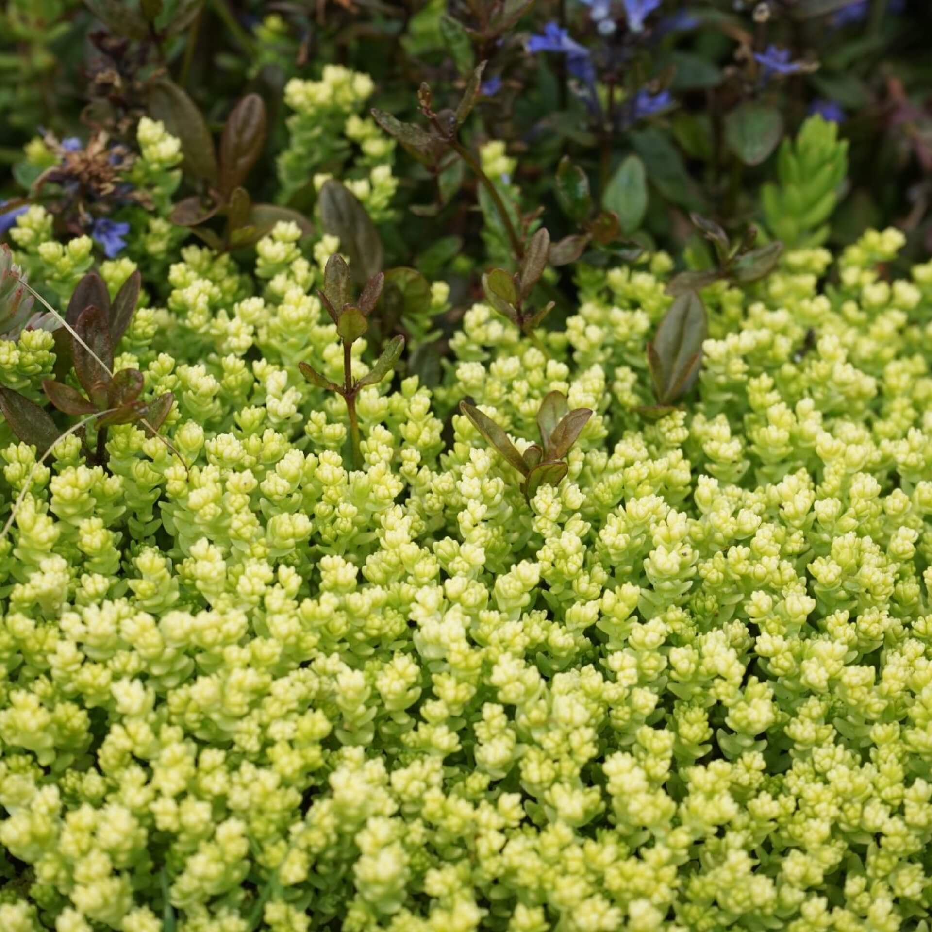 Scharfer Mauerpfeffer 'Aureum' (Sedum acre 'Aureum')