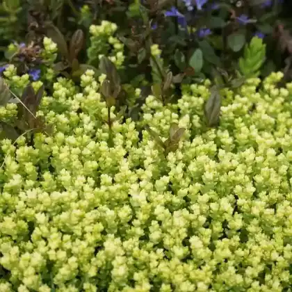 Foto von Scharfer Mauerpfeffer 'Aureum' (Sedum acre 'Aureum')