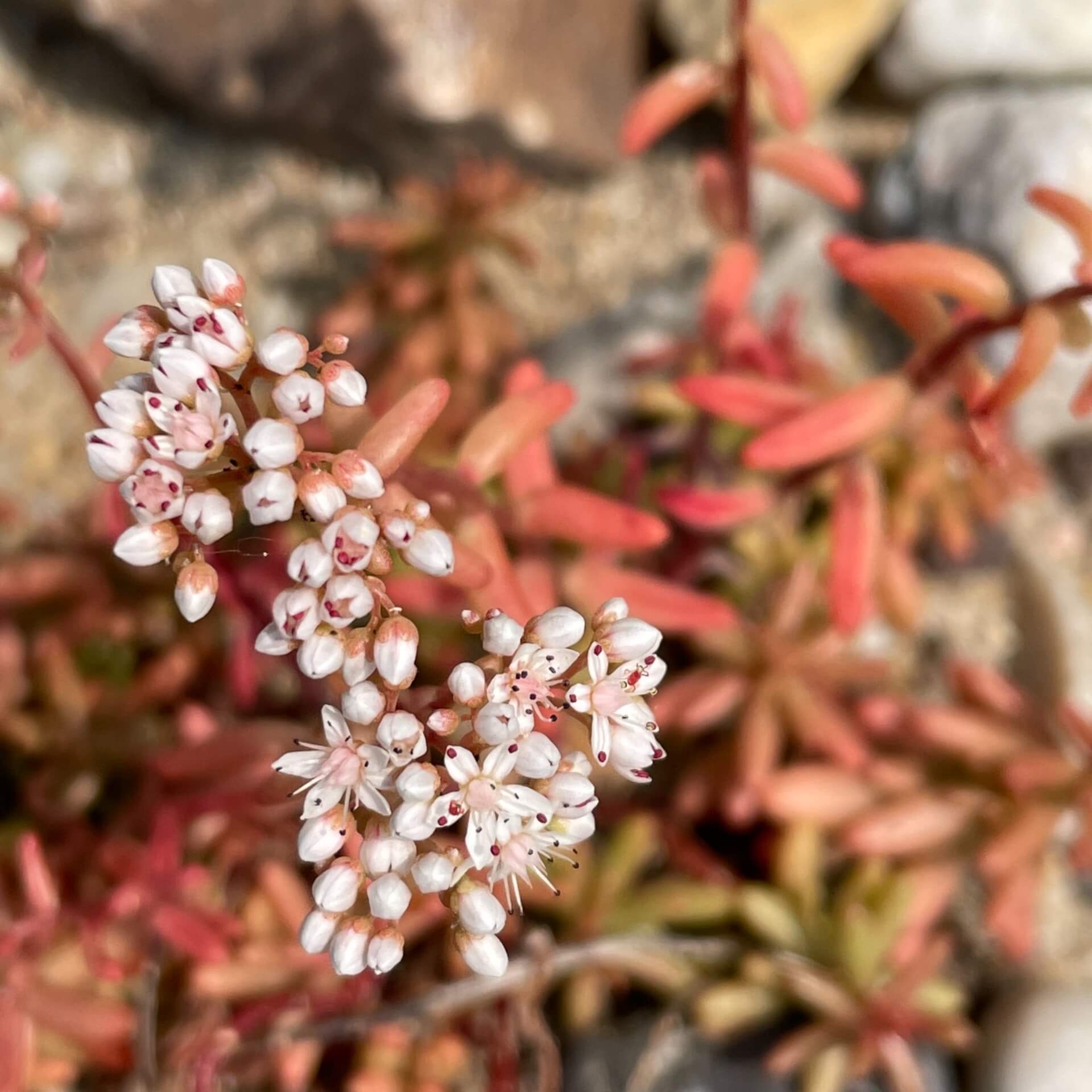 Weißer Mauerpfeffer (Sedum album)