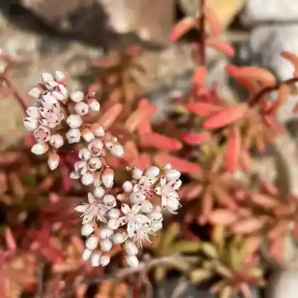 Foto von Weißer Mauerpfeffer (Sedum album)