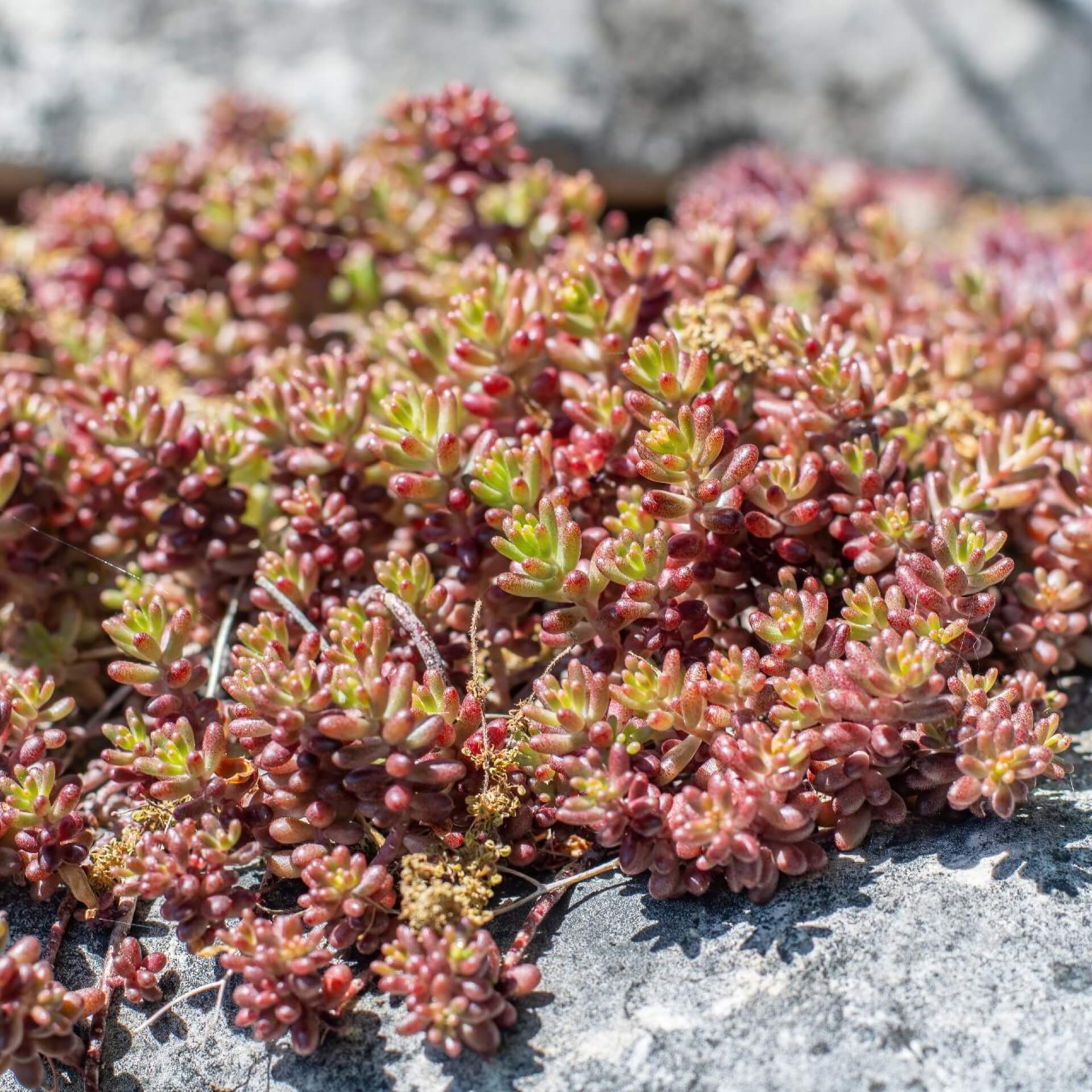 Weißer Mauerpfeffer 'Coral Carpet' (Sedum album 'Coral Carpet')