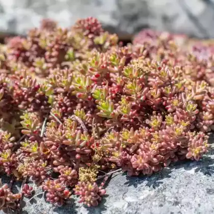 Foto von Weißer Mauerpfeffer 'Coral Carpet' (Sedum album 'Coral Carpet')