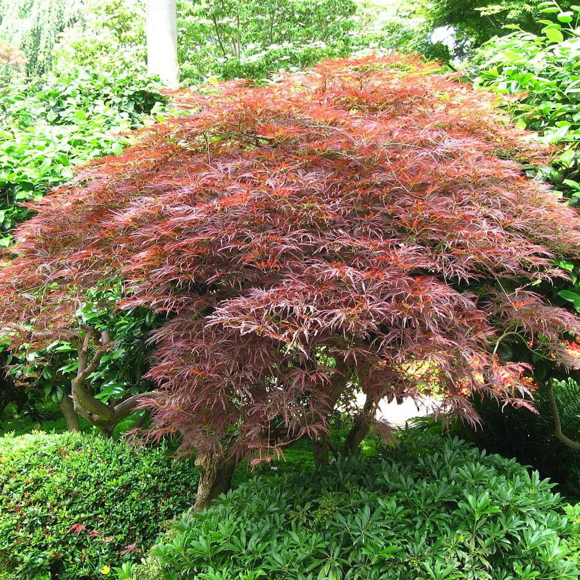 Fächer-Ahorn (Acer palmatum)