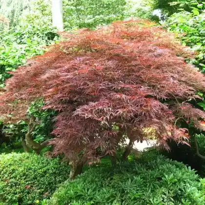 Foto von Fächer-Ahorn (Acer palmatum)