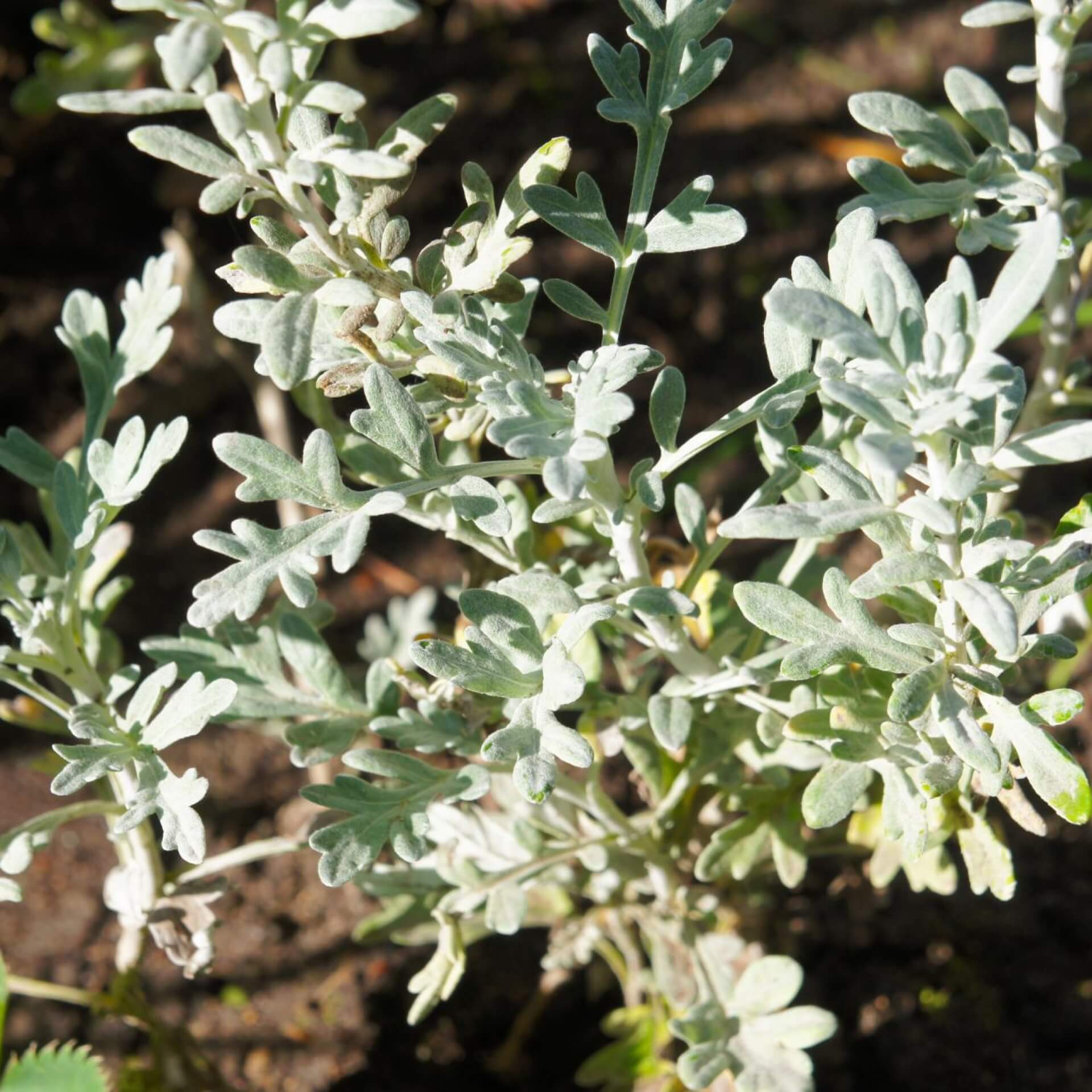 Silber-Wermut 'Mori' (Artemisia stelleriana 'Mori')