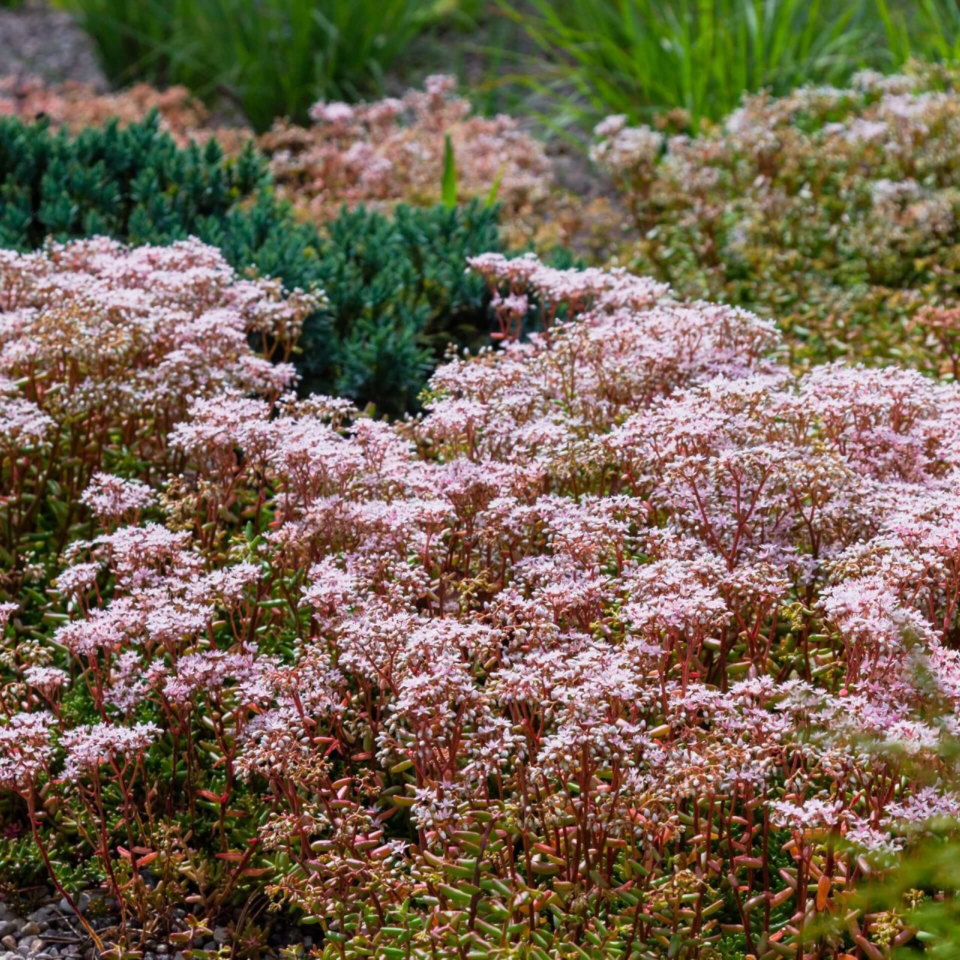 Weißer Mauerpfeffer 'Murale' (Sedum album 'Murale')